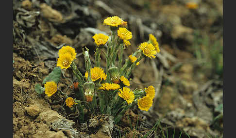 Huflattich (Tussilago farfara)