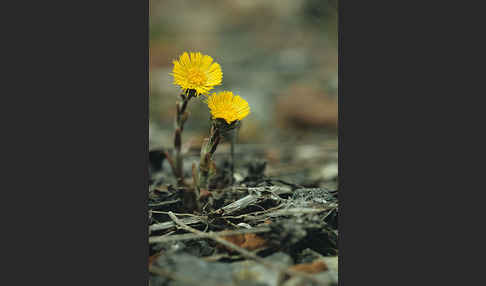 Huflattich (Tussilago farfara)