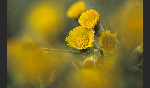 Huflattich (Tussilago farfara)