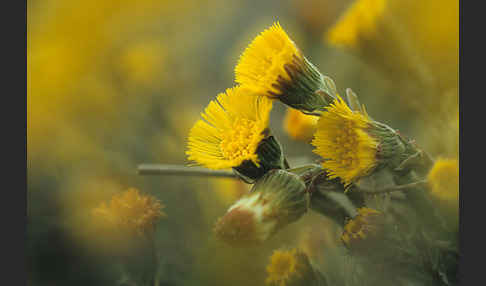 Huflattich (Tussilago farfara)