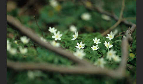 Busch-Windröschen (Anemone nemorosa)