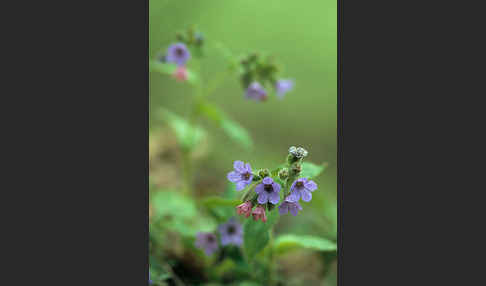 Geflecktes Lungenkraut (Pulmonaria officinalis)