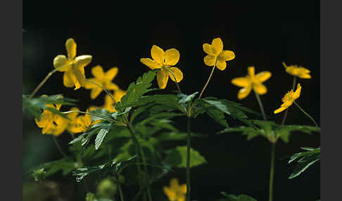 Gelbes Windröschen (Anemone ranunculoides)