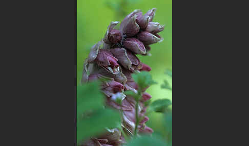 Gewöhnliche Schuppenwurz (Lathraea squamaria)