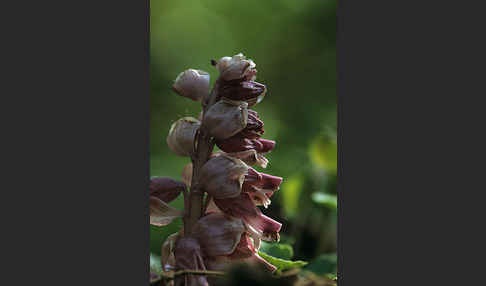 Gewöhnliche Schuppenwurz (Lathraea squamaria)