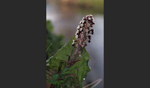 Rote Pestwurz (Petasites hybridus)