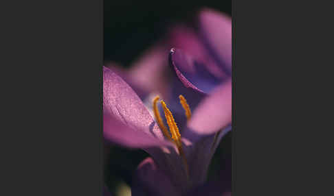 Frühlings-Safran (Crocus vernus)