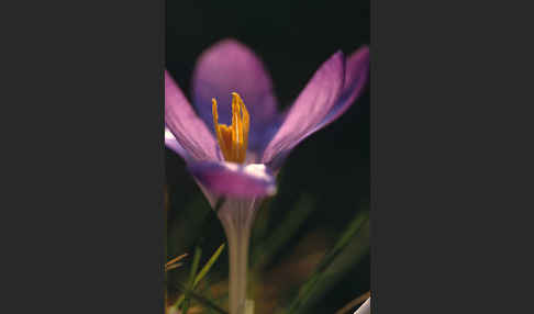 Frühlings-Safran (Crocus vernus)