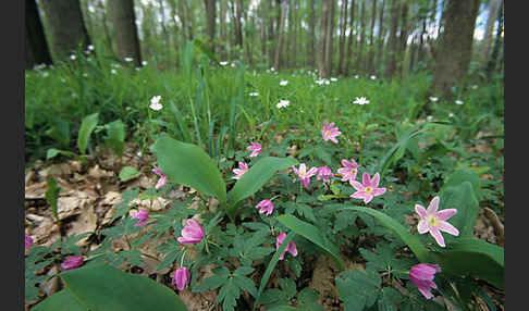 Busch-Windröschen (Anemone nemorosa)