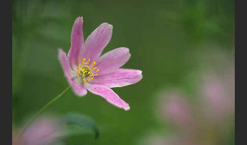 Busch-Windröschen (Anemone nemorosa)