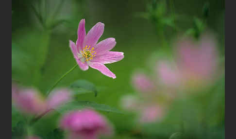 Busch-Windröschen (Anemone nemorosa)