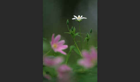 Große Sternmiere (Stellaria holostea)