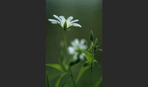 Große Sternmiere (Stellaria holostea)