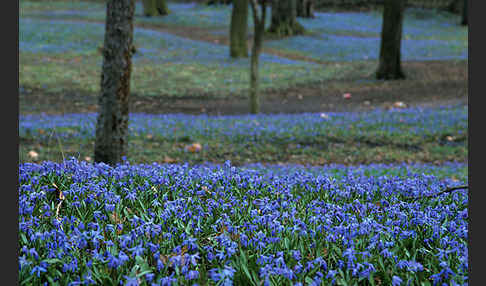 Blaustern (Scilla spec.)