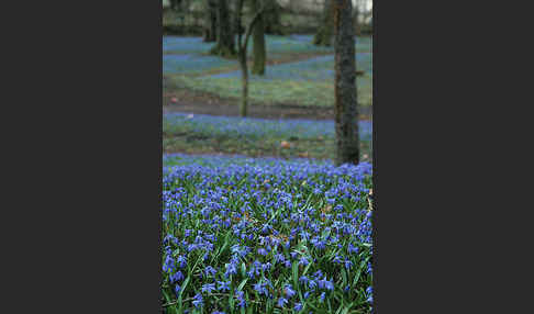 Blaustern (Scilla spec.)