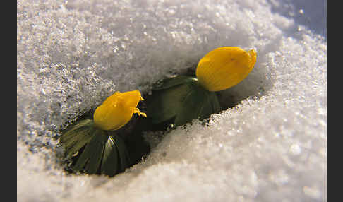 Winterling (Eranthis hyemalis)