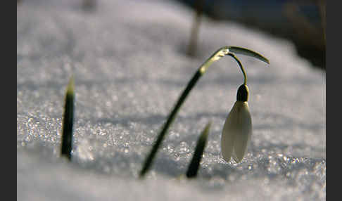 Kleines Schneeglöckchen (Galanthus nivalis)