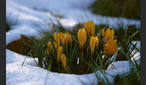 Krokus (Crocus hybrida)