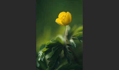 Gelbes Windröschen (Anemone ranunculoides)