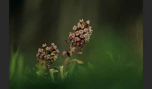 Rote Pestwurz (Petasites hybridus)