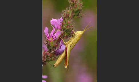 Große Goldschrecke (Chrysochraon dispar)