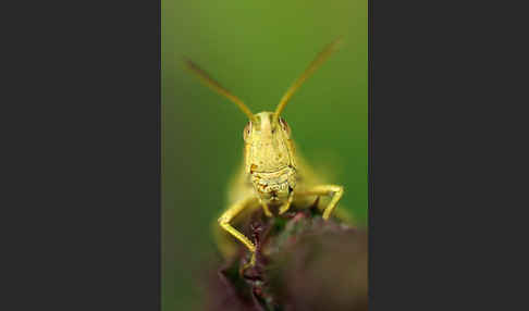 Große Goldschrecke (Chrysochraon dispar)