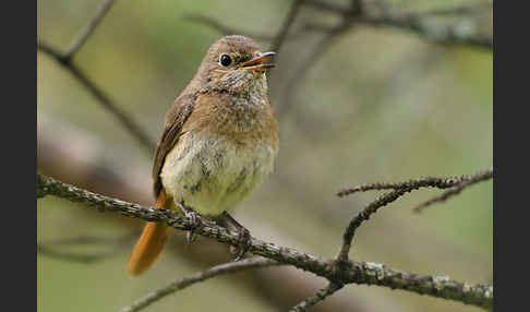 Gartenrotschwanz (Phoenicurus phoenicurus)