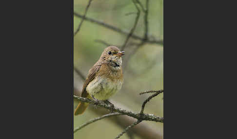 Gartenrotschwanz (Phoenicurus phoenicurus)