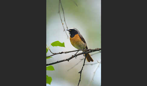 Gartenrotschwanz (Phoenicurus phoenicurus)