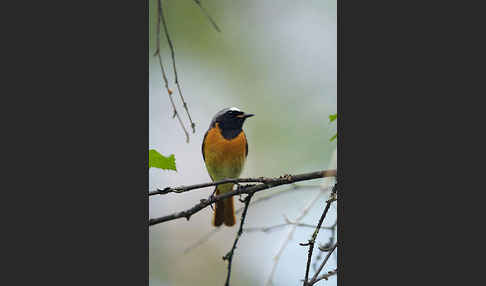 Gartenrotschwanz (Phoenicurus phoenicurus)