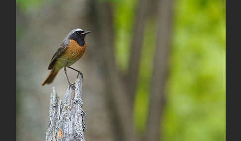 Gartenrotschwanz (Phoenicurus phoenicurus)