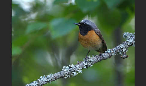 Gartenrotschwanz (Phoenicurus phoenicurus)