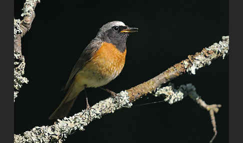 Gartenrotschwanz (Phoenicurus phoenicurus)