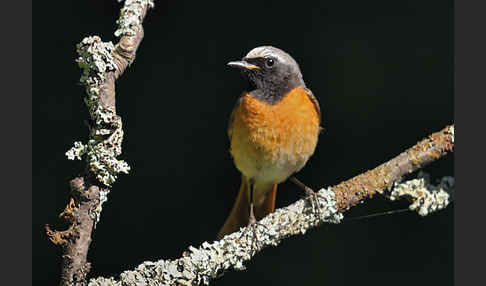 Gartenrotschwanz (Phoenicurus phoenicurus)