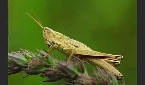 Große Goldschrecke (Chrysochraon dispar)