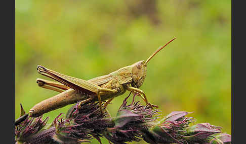 Große Goldschrecke (Chrysochraon dispar)