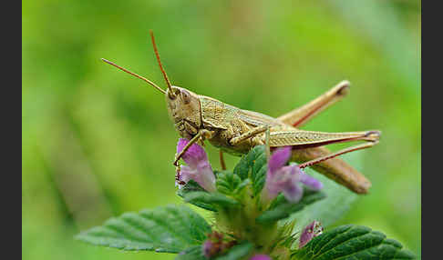 Große Goldschrecke (Chrysochraon dispar)