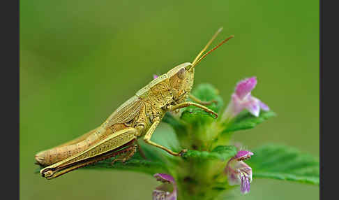 Große Goldschrecke (Chrysochraon dispar)