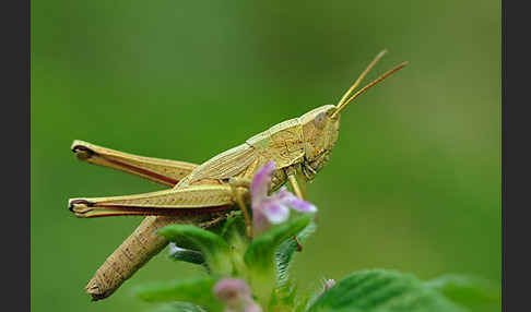 Große Goldschrecke (Chrysochraon dispar)