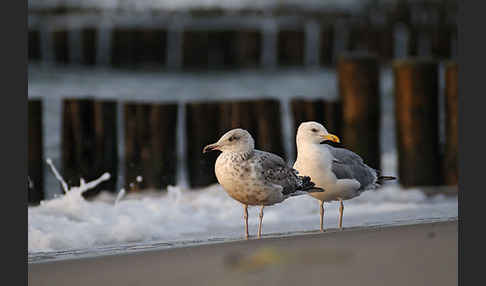 Silbermöwe (Larus argentatus)