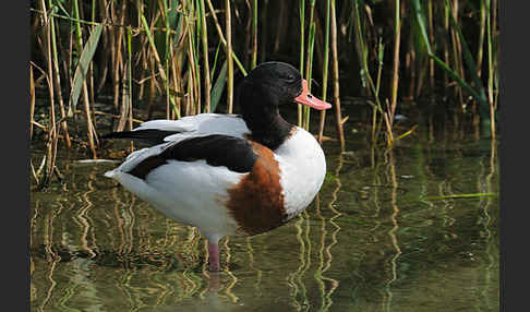 Brandgans (Tadorna tadorna)