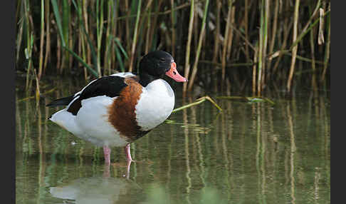 Brandgans (Tadorna tadorna)