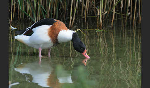 Brandgans (Tadorna tadorna)