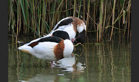 Brandgans (Tadorna tadorna)