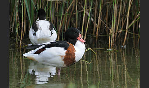 Brandgans (Tadorna tadorna)