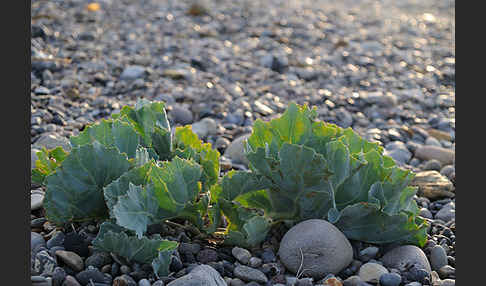 Meerkohl (Crambe maritima)