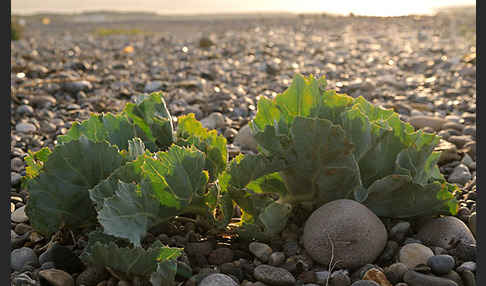 Meerkohl (Crambe maritima)