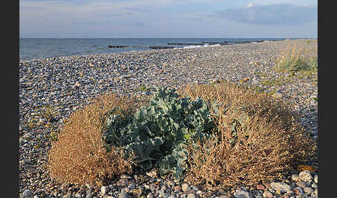 Meerkohl (Crambe maritima)