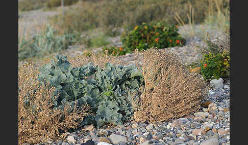 Meerkohl (Crambe maritima)