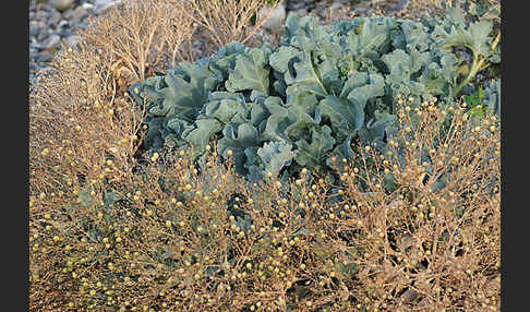 Meerkohl (Crambe maritima)